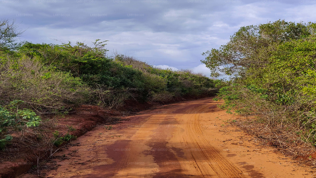 Bundala National Park Safari From Hambantota Port