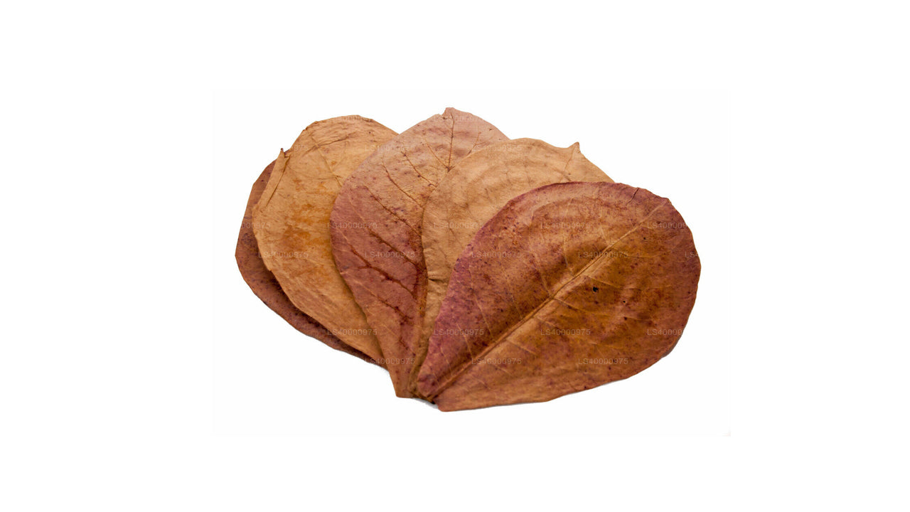 Organic Natural Kottan,Kottamba/Terminalia Catappa Dried Leaves 10 pcs Sri  Lanka